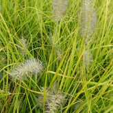 Herbe aux écouvillons Jommenik - Pennisetum - Willemse