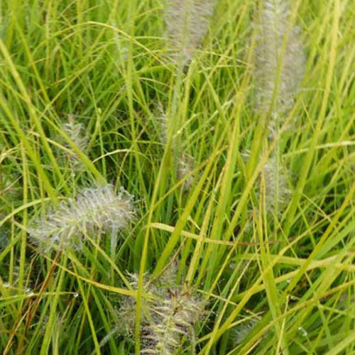 Herbe aux écouvillons Jommenik - Pennisetum - Willemse