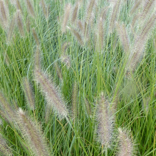 Herbe aux écouvillons Lady U - Pennisetum - Willemse