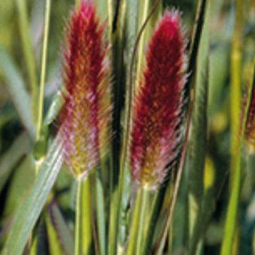 Herbe aux écouvillons de Thunberg Red Buttons - Pennisetum - Willemse