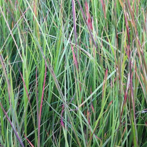 Schizachyrium scoparium - Willemse