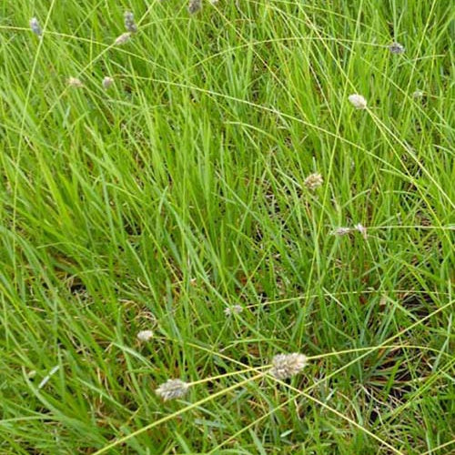 Seslérie Heufleriana - Willemse