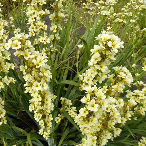 Sisyrinchium striatum - Willemse