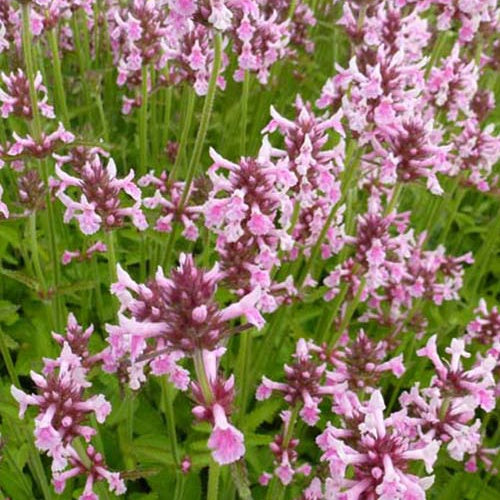 Bétoine officinale Épiaire Pink Cotton Candy - Willemse