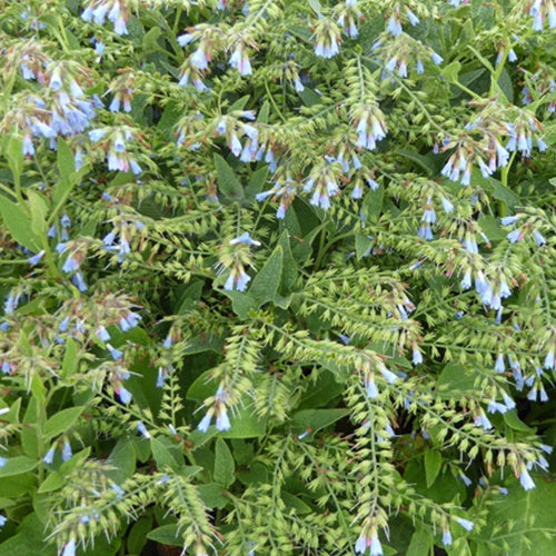 Consoude bleue - Symphytum azureum - Plantes