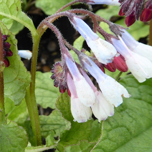 Consoude à grandes fleurs Hidcote Blue - Symphytum grandiflorum hidcote blue - Plantes