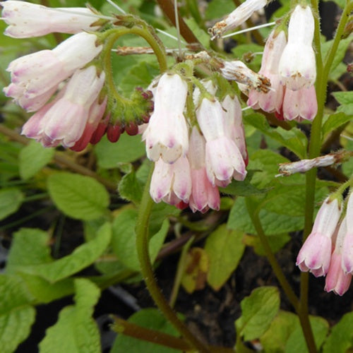 Consoude à grandes fleurs Hidcote Pink - Symphytum grandiflorum hidcote pink - Plantes