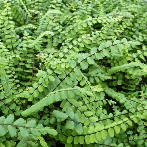 Fausse-Capillaire - Asplenium trichomanes - Plantes