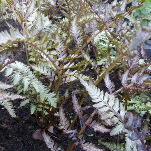 Fougère peinte Pewter Lace - Athyrium niponicum pewter lace - Plantes