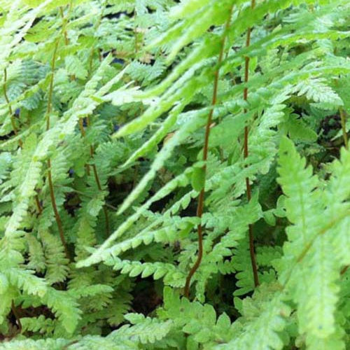 Fougère des marais - Thelypteris palustris - Plantes