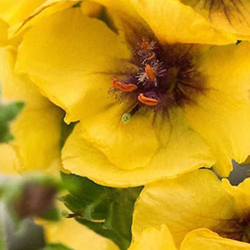 Molène Costwold Queen - Verbascum cotswold queen - Plantes