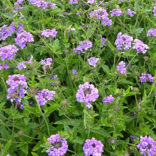 Verveine vivace Muriel - Verbena muriel - Plantes