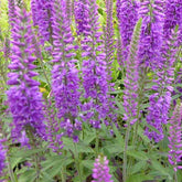 Véronique Eveline - Willemse