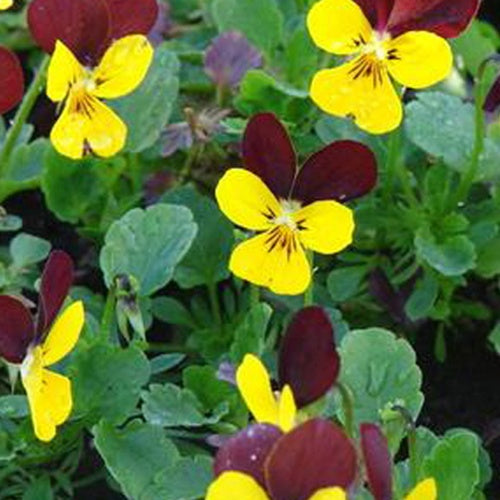3 Violettes cornue Jackanapes - Pensée - Willemse