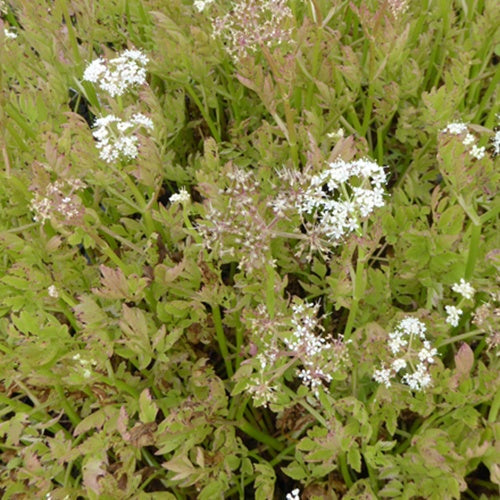 Oenanthe fistuleuse Flamingo - Oenanthe fistulosa flamingo - Plantes