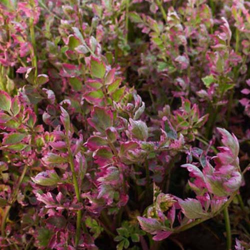 Oenanthe fistuleuse Flamingo - Oenanthe fistulosa flamingo - Willemse