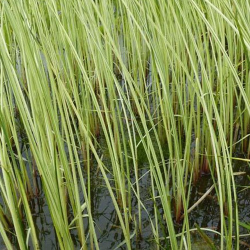 Jonc des chaisiers Albescens - Schoenoplectus lacustris albescens - Plantes