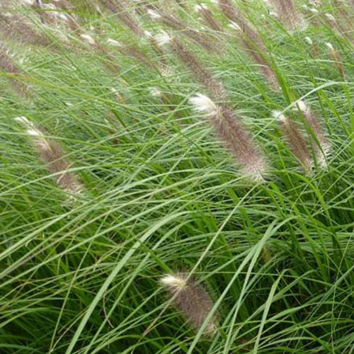 Herbe aux écouvillons Japonicum - Pennisetum - Pennisetum alopecuroides japonicum - Willemse