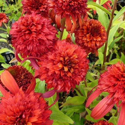 Rudbeckia pourpre Hot Papaya - Echinacea - Willemse