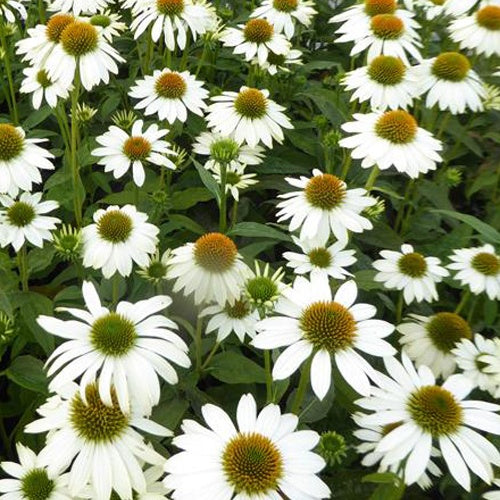 Rudbeckia pourpre Pow Wow White - Echinacea - Echinacea purpurea pas709018 powwow white ( powwow - Plantes