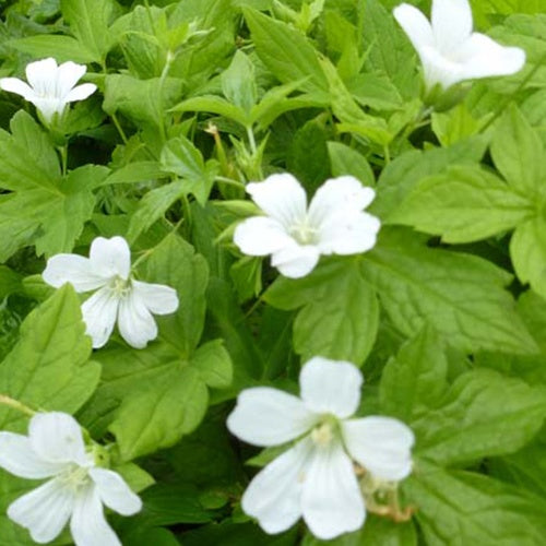 Géranium vivace Silverwood - Geranium nodosum silverwood - Plantes