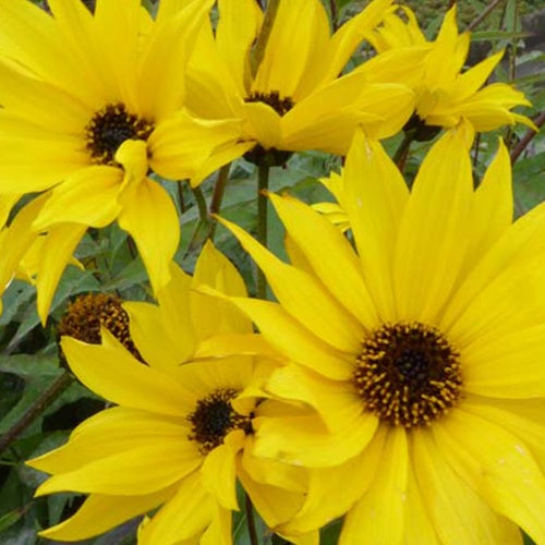 Tournesol vivace Monarch - Willemse