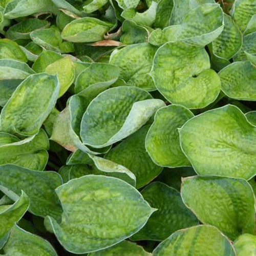 Hosta Blue Shadows - Hosta blue shadows - Plantes