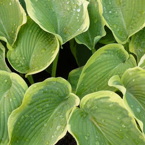 Hosta American Halo - Hosta american halo - Plantes