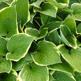 Hosta Aureomarginata - Willemse
