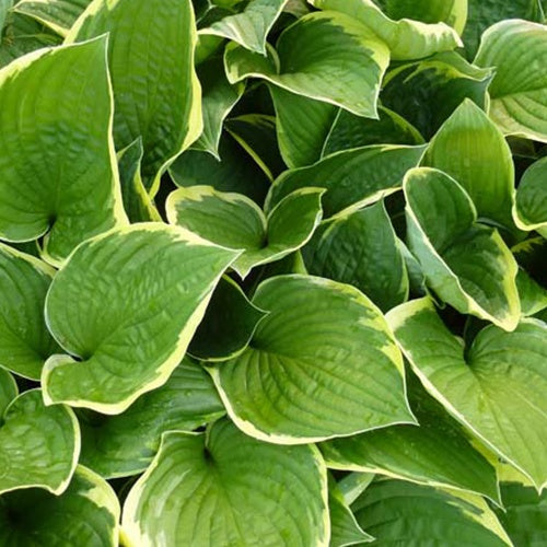 Hosta Aureomarginata - Willemse