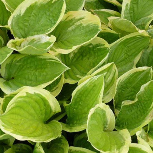 Hosta Delta Dawn - Hosta delta dawn - Plantes