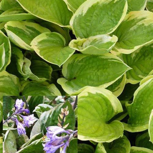 Hosta Delta Dawn - Hosta delta dawn - Plantes vivaces