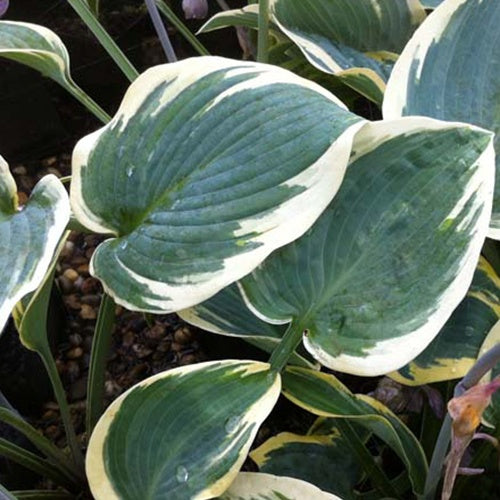 Hosta First Frost - Hosta first frost - Plantes