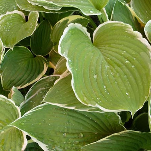 Hosta Frosted Jade - Willemse