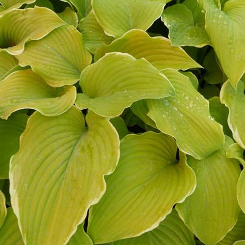 Hosta Lakeside Cha Cha - Hosta hybride lakeside cha cha - Plantes