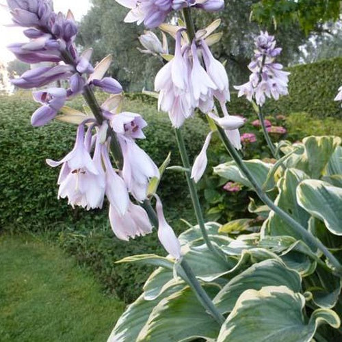 Hosta Sagae - Willemse