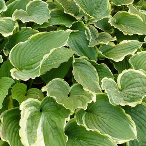 Hosta Spring Fling - Willemse