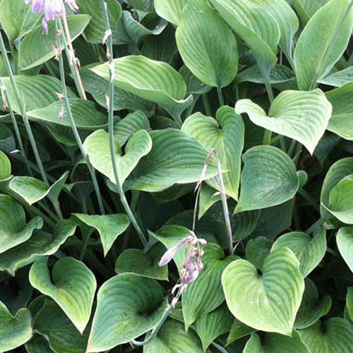 Hosta Nigrescens - Willemse