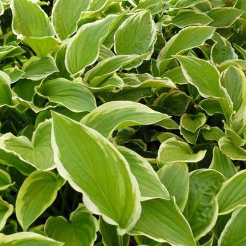 Hosta So Sweet - Hosta so sweet - Plantes