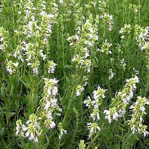 3 Hysope officinale blanche - Willemse