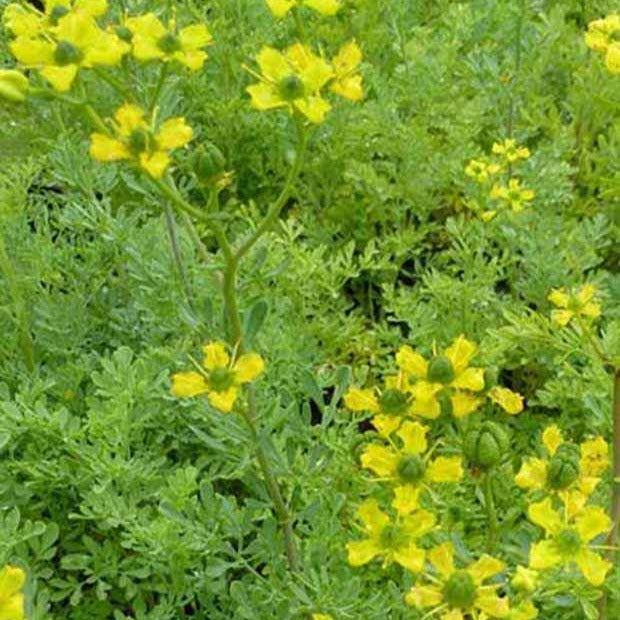 Rue des Jardins - Willemse