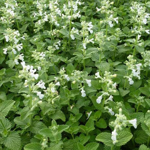 Nepeta Snowflake - Nepeta racemosa snowflake - Willemse