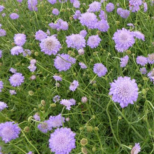 Scabieuse colombaire Butterfly Blue - Scabiosa columbaria butterfly blue - Plantes