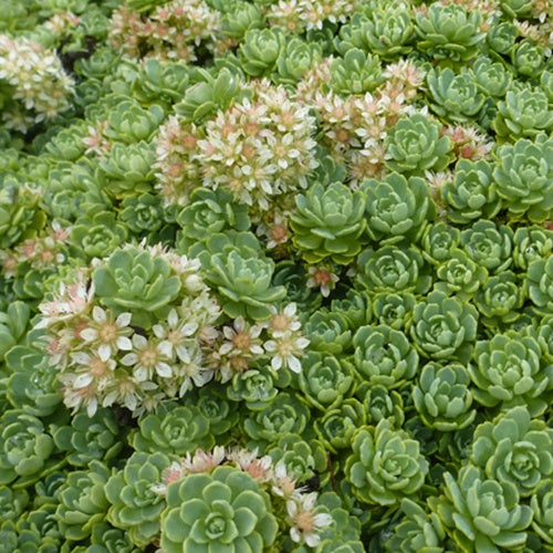 3 Sedum pachyclados - Sedum pachyclados - Plantes