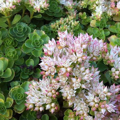 3 Sedum spurium Album - Sedum spurium album superbum - Plantes