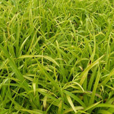 Luzule des bois Solar Flare - Willemse