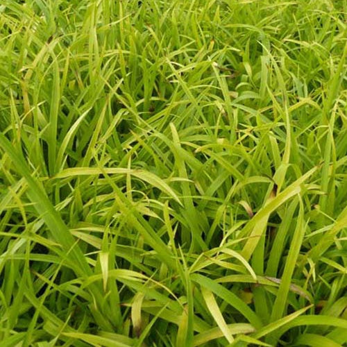 Luzule des bois Solar Flare - Willemse