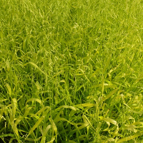 Milium effusum Aureum - Milium effusum aureum - Willemse