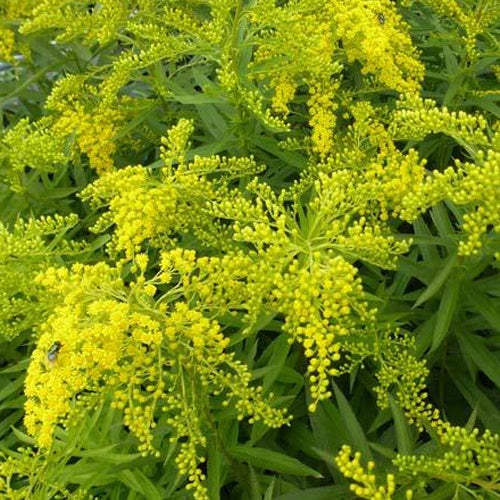3 Solidago Ledsham - Willemse