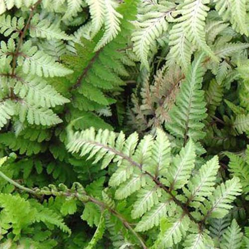 Fougère peinte Red Beauty - Athyrium niponicum red beauty - Plantes